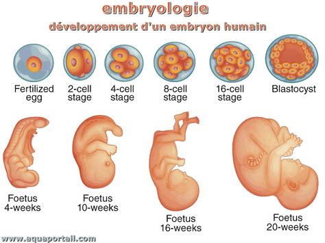 temps spermatozoide feconde ovule|Stades du développement fœtal